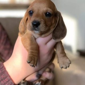 Adopt Dachshund Puppy Maryland