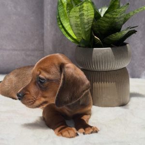 Adopt Dachshund Puppy Michigan