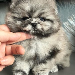 Adopt Pomeranian Puppy Alabama
