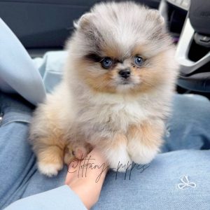 Adopt Pomeranian Puppy Alaska