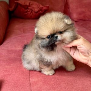 Adopt Pomeranian Puppy Arizona