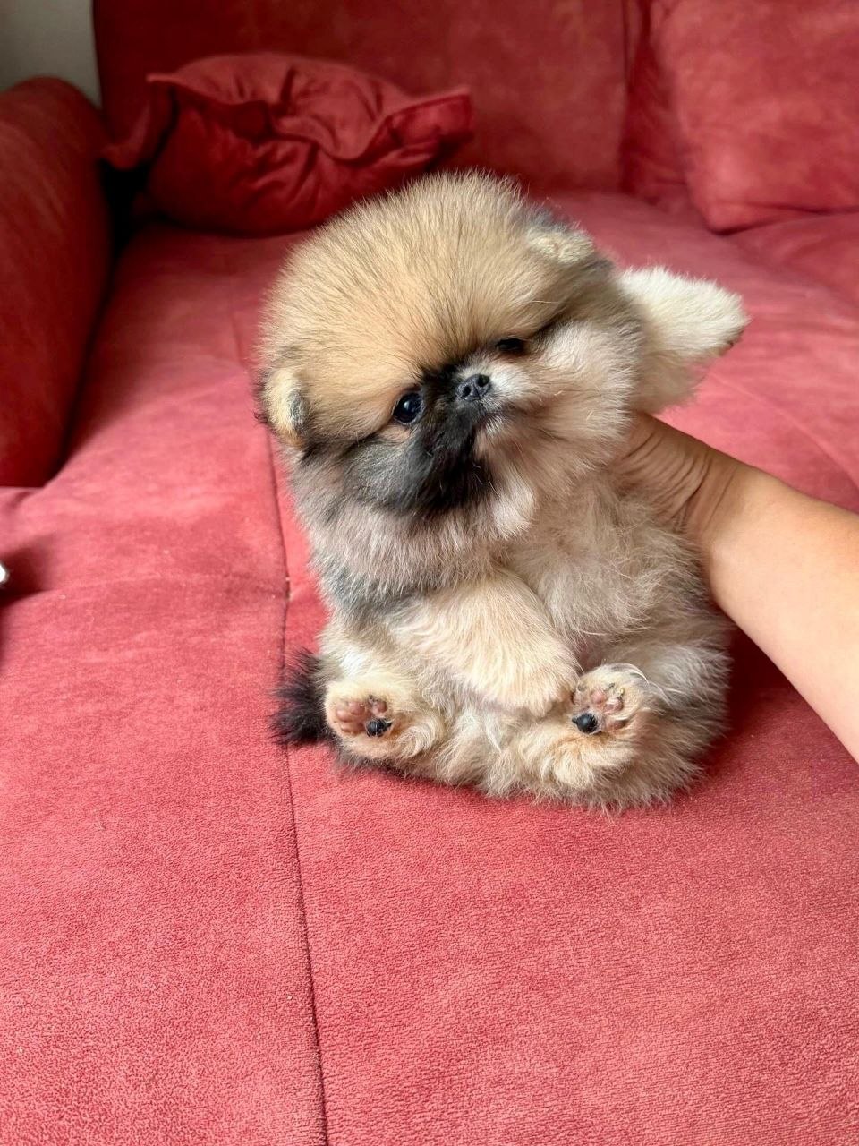Adopt Pomeranian Puppy Arizona - Image 6