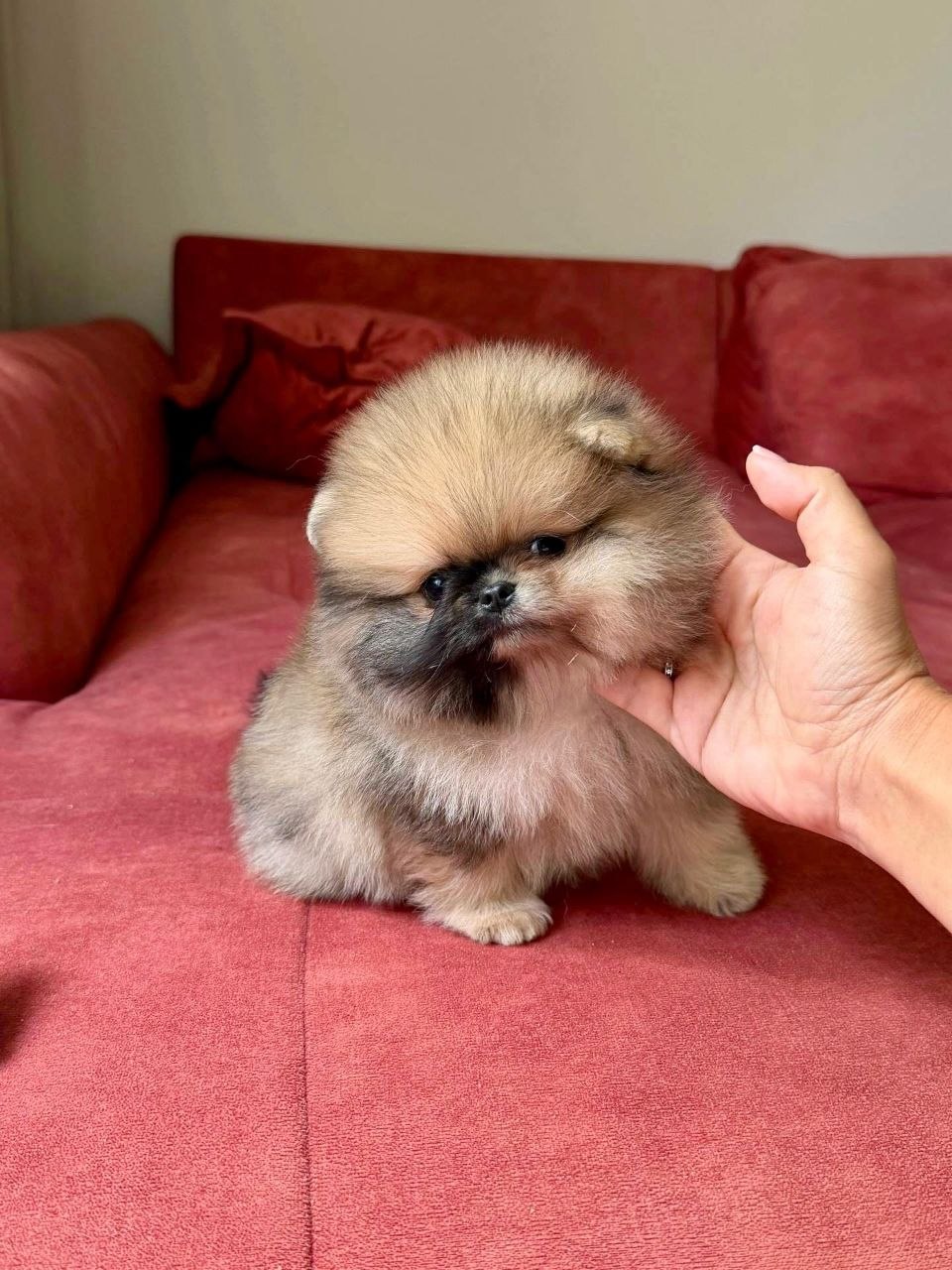 Adopt Pomeranian Puppy Arizona