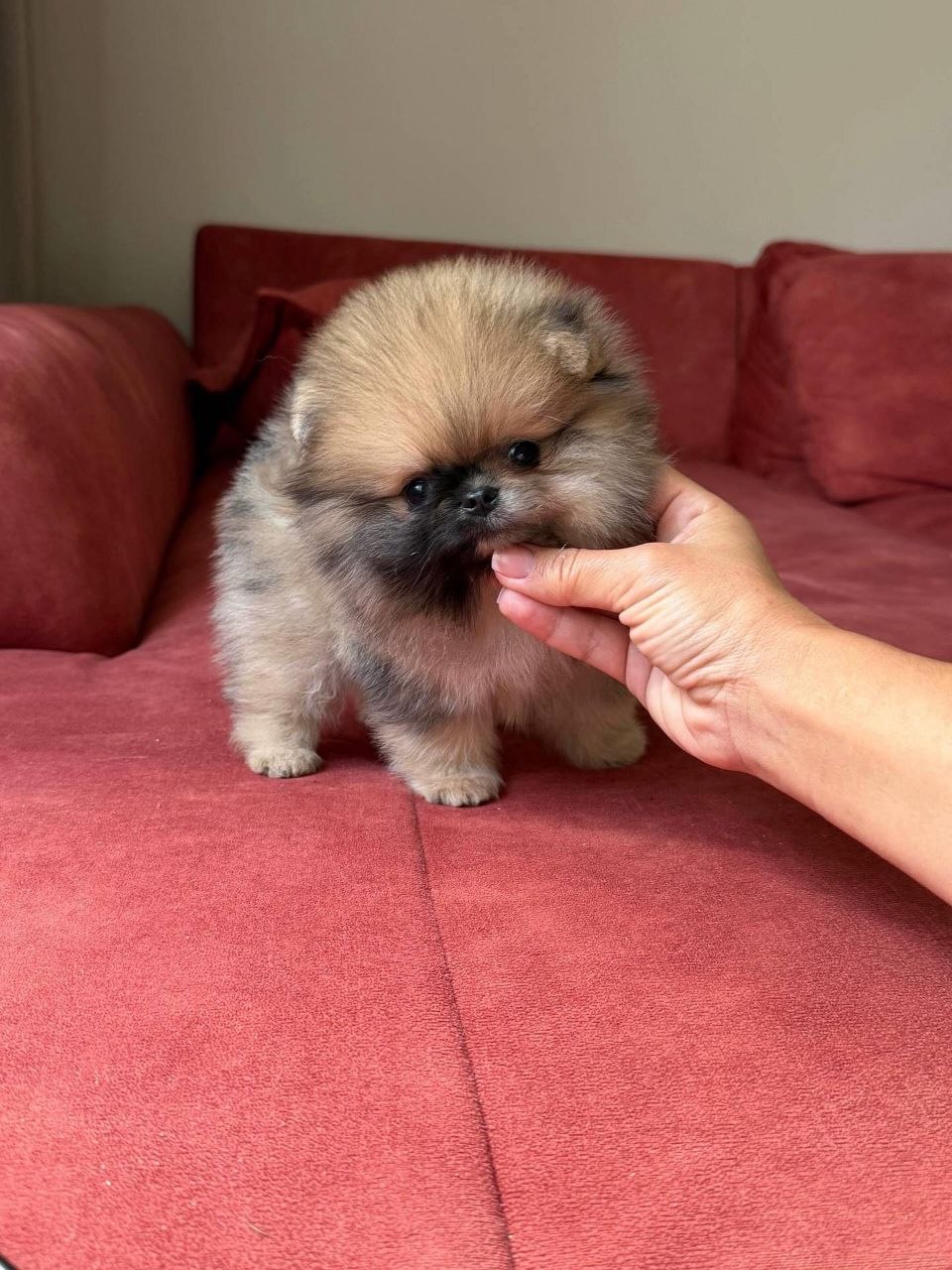 Adopt Pomeranian Puppy Arizona