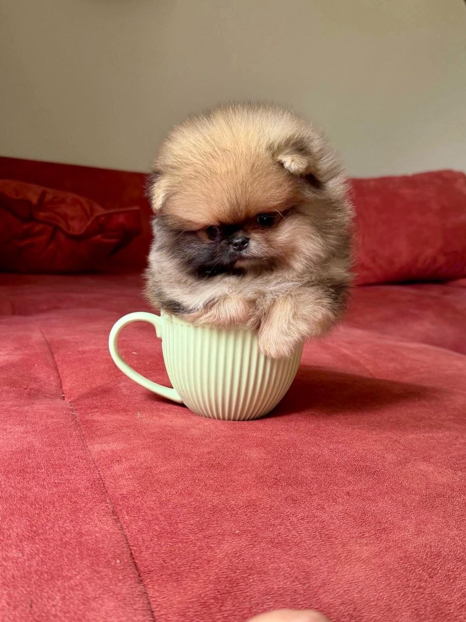 Adopt Pomeranian Puppy Arizona