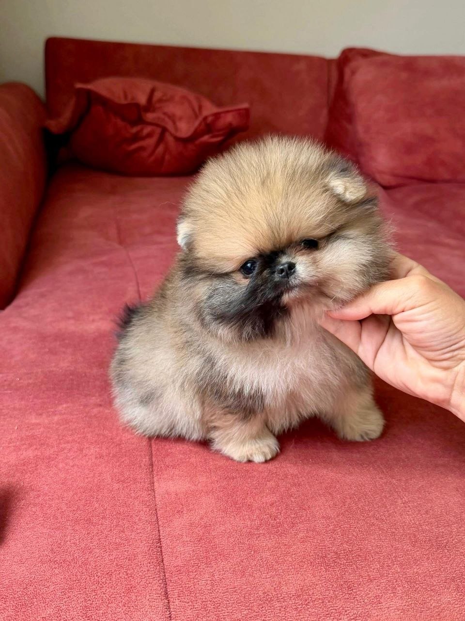 Adopt Pomeranian Puppy Arizona