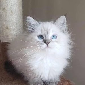Adopt Ragdoll Kitten in North Carolina