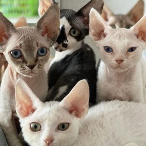 Adopt a Kitten Adoption