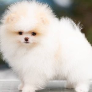Adopt a Puppy