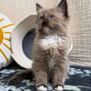 Adopt a Ragdoll Kitten