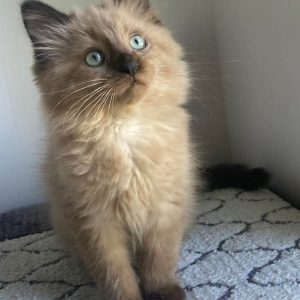 Adopt a Ragdoll Kitten Nevada