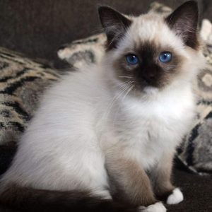 Adopt a Ragdoll Kitten in Mexico