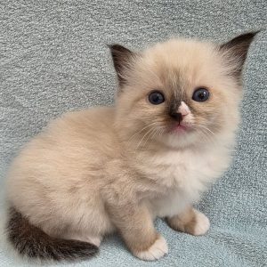 Adopt a Ragdoll Kitten in New York
