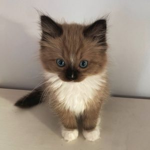 Adopt Ragdoll Kitten in North Dakota