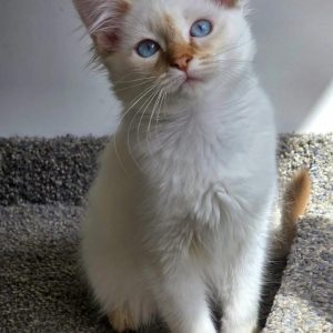 Adopt a Siamese Kitten