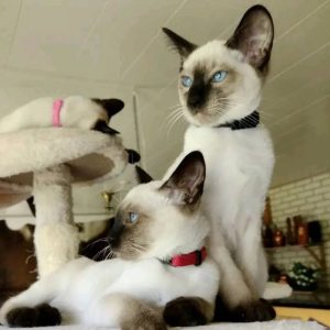 Adoptable Kittens adoption