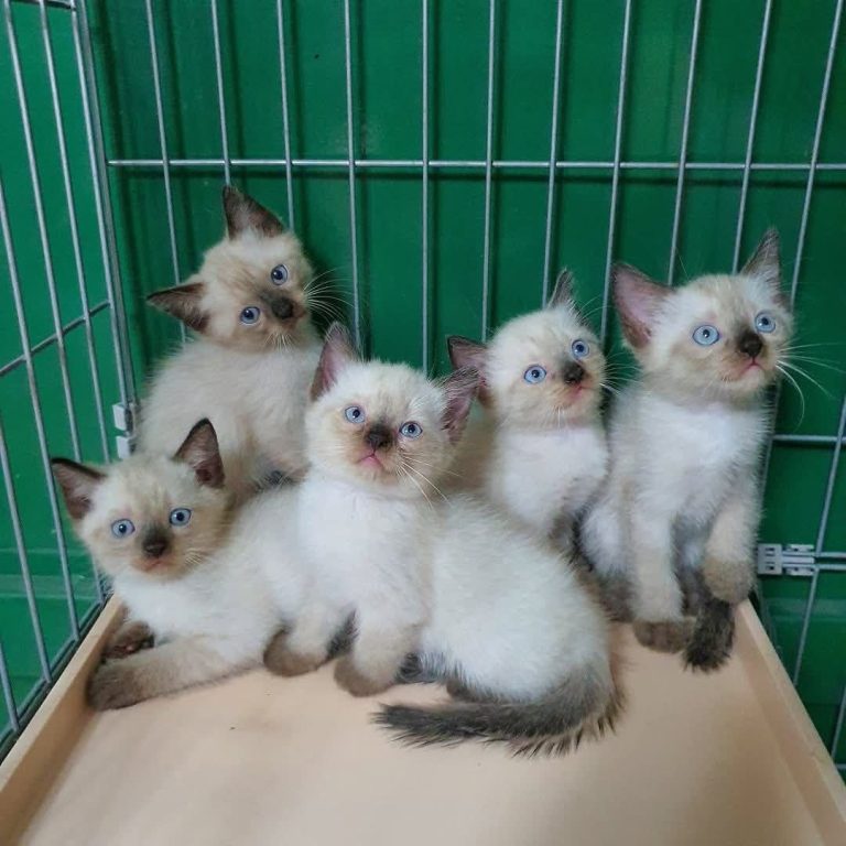 Adoptable Siamese Kittens