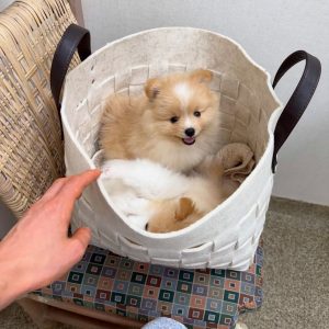 Adorable Pomeranian puppies