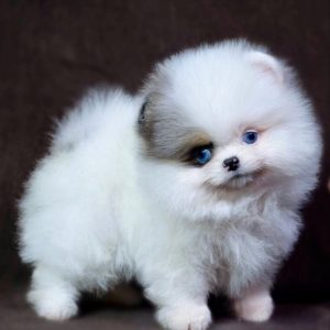 Adopt Pomeranian puppy