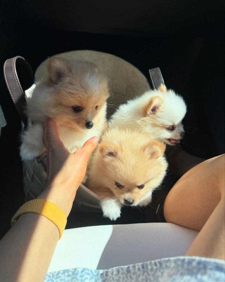 Adorable Pomeranian puppies