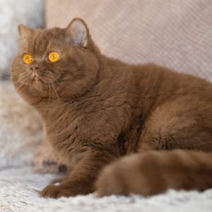 Beautiful Scottish Fold Kittens