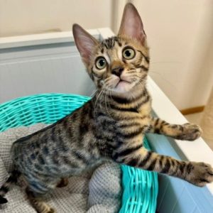 Bengal Kitten for adoption
