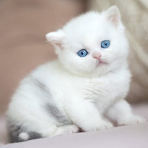 Blue Eyed Scottish Fold Kittens