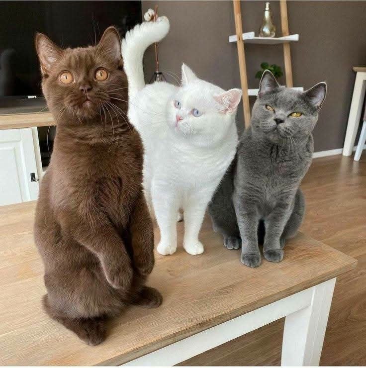 British Shorthair rescue