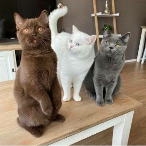 British Shorthair rescue