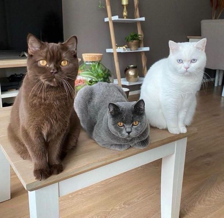 British Shorthair rescue