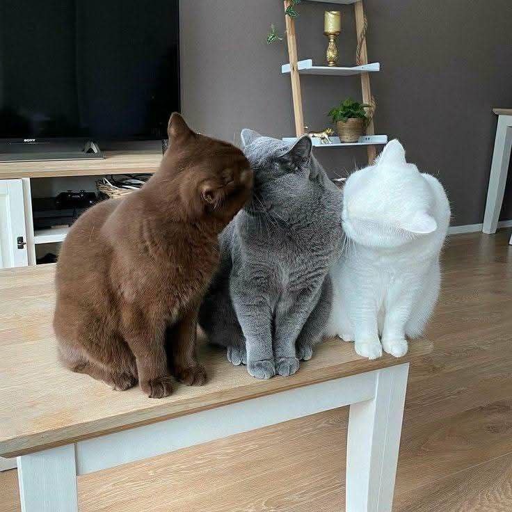 British Shorthair rescue