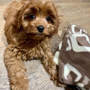 Ruby Cavapoo pet for rehoming
