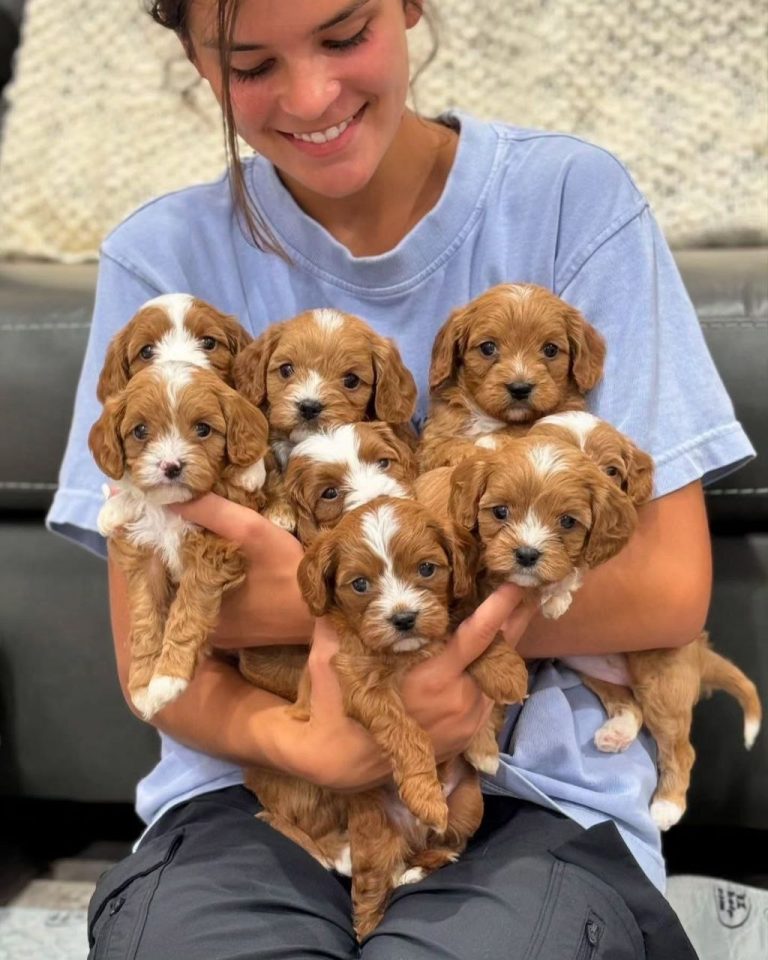 Cavapoo puppies for adoption