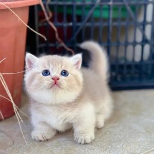 Champion Bloodline Kittens adoption