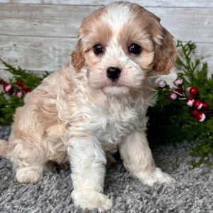 Cheap Puppies for Sale adoption