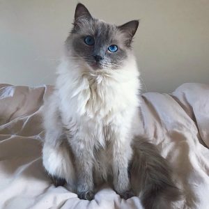 Companion Cats adoption