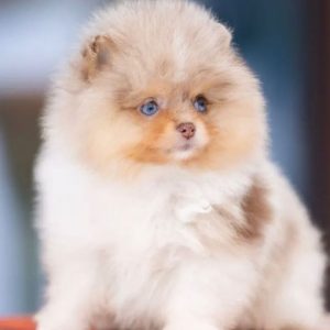 Companion Puppy Placement adoption