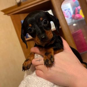 Dachshund Puppies Indiana