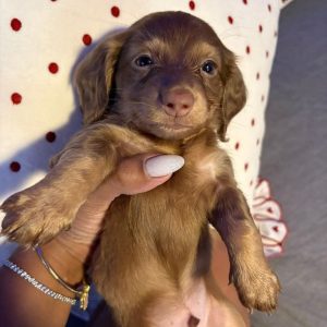 Dachshund Puppy Adoption Iowa