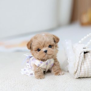 Daisy shih tzu free to good home