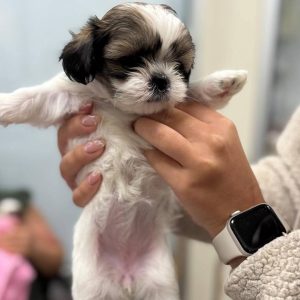 Daisy shih tzu free to good home puppies