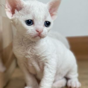 Designer Kittens adoption