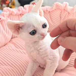 Devon Rex Kitten Rehoming Minnesota