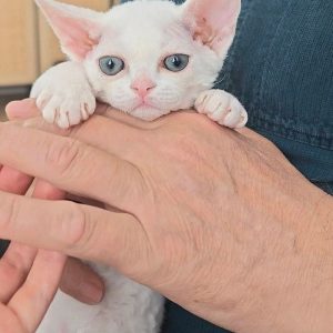 Devon Rex Kitten Rehoming Montana
