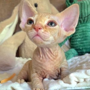 Devon Rex Kitten Rehoming Nebraska