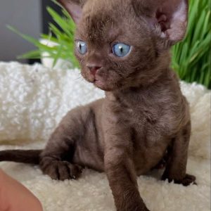 Devon Rex Kitten Rehoming New Jersey
