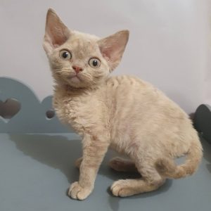 Devon Rex Kitten Rehoming Nevada