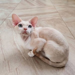 Devon Rex Kittens Louisiana