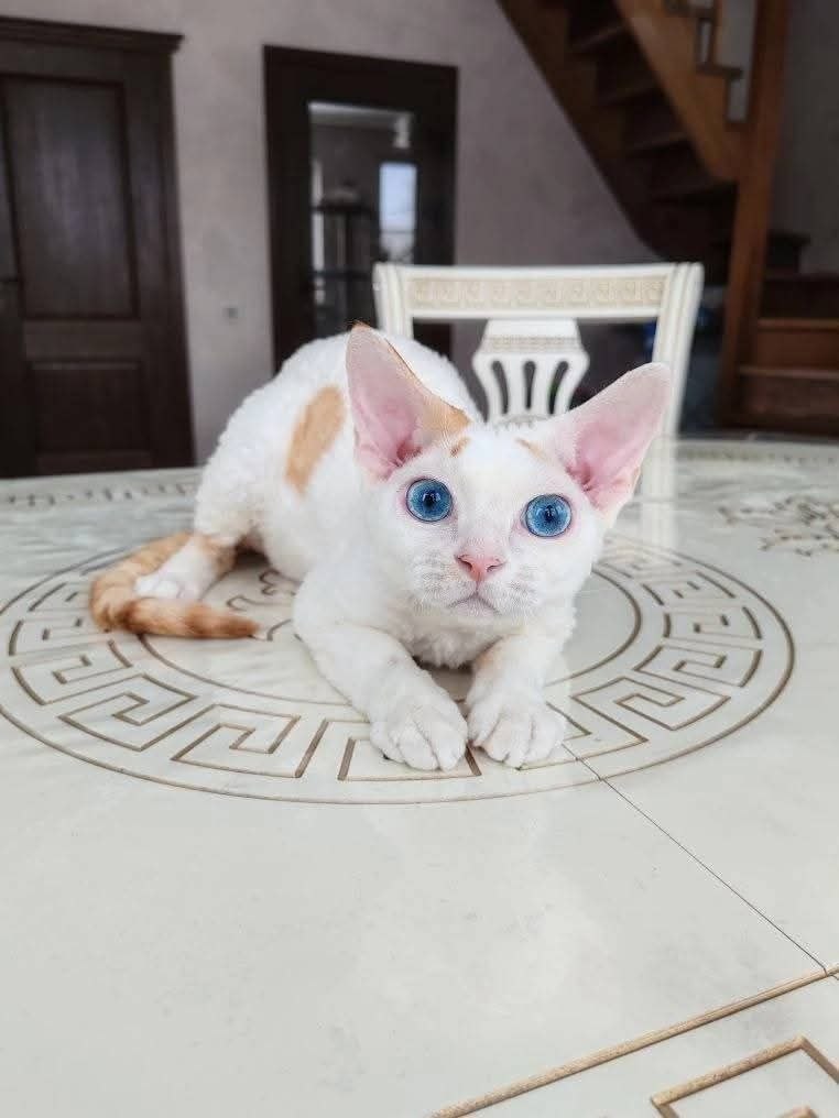 Devon Rex Kittens Rehoming