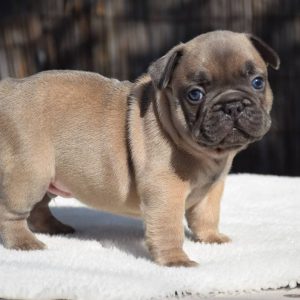 Dog Adoption Near Me adoptable